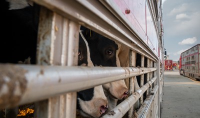 Krávy v transportu na odpočívadle v Turecku - Nevinné oběti